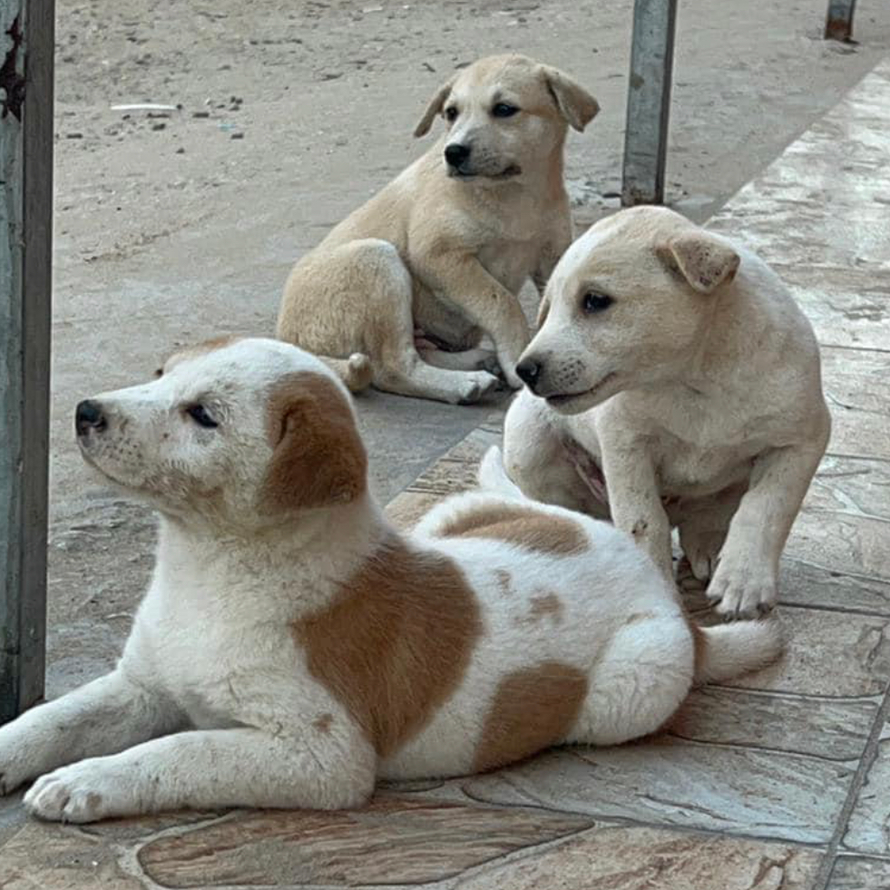 Street dogs in Gaza. /Sulala Society for Animal Care