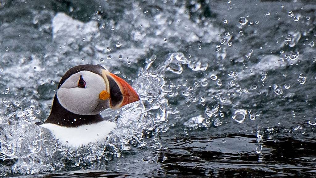 Species of particular concern in the most comprehensive seabird census to date include the much-beloved Atlantic puffin. /CFP