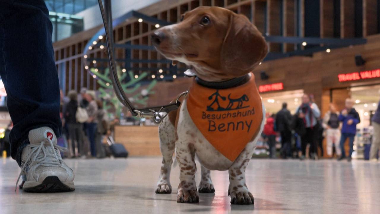 Benny is one of three dogs roaming Berlin's international airport on a charm offensive. /AFP