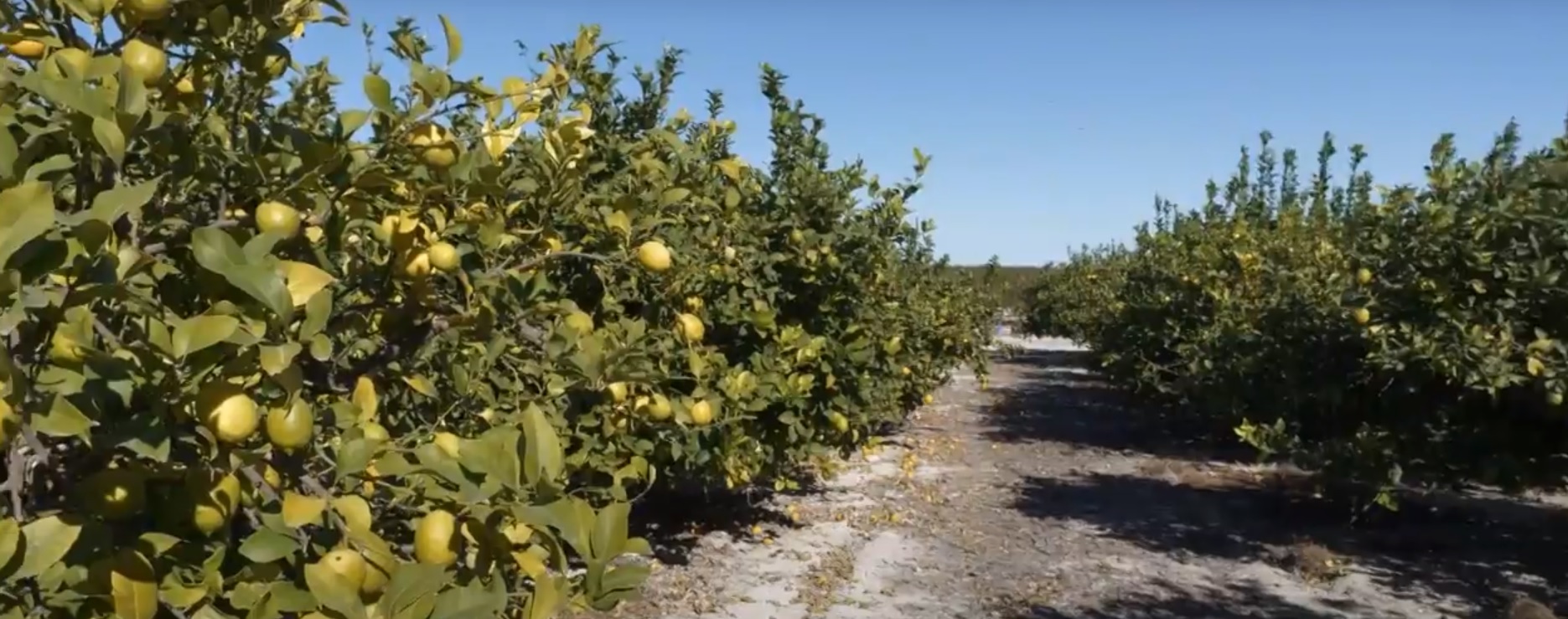 Despite its bone dry climate, water recycling has turned Murcia into the orchard of Europe. The city claims it's the leading provider of fruit and vegetables in the European Union./CGTN.