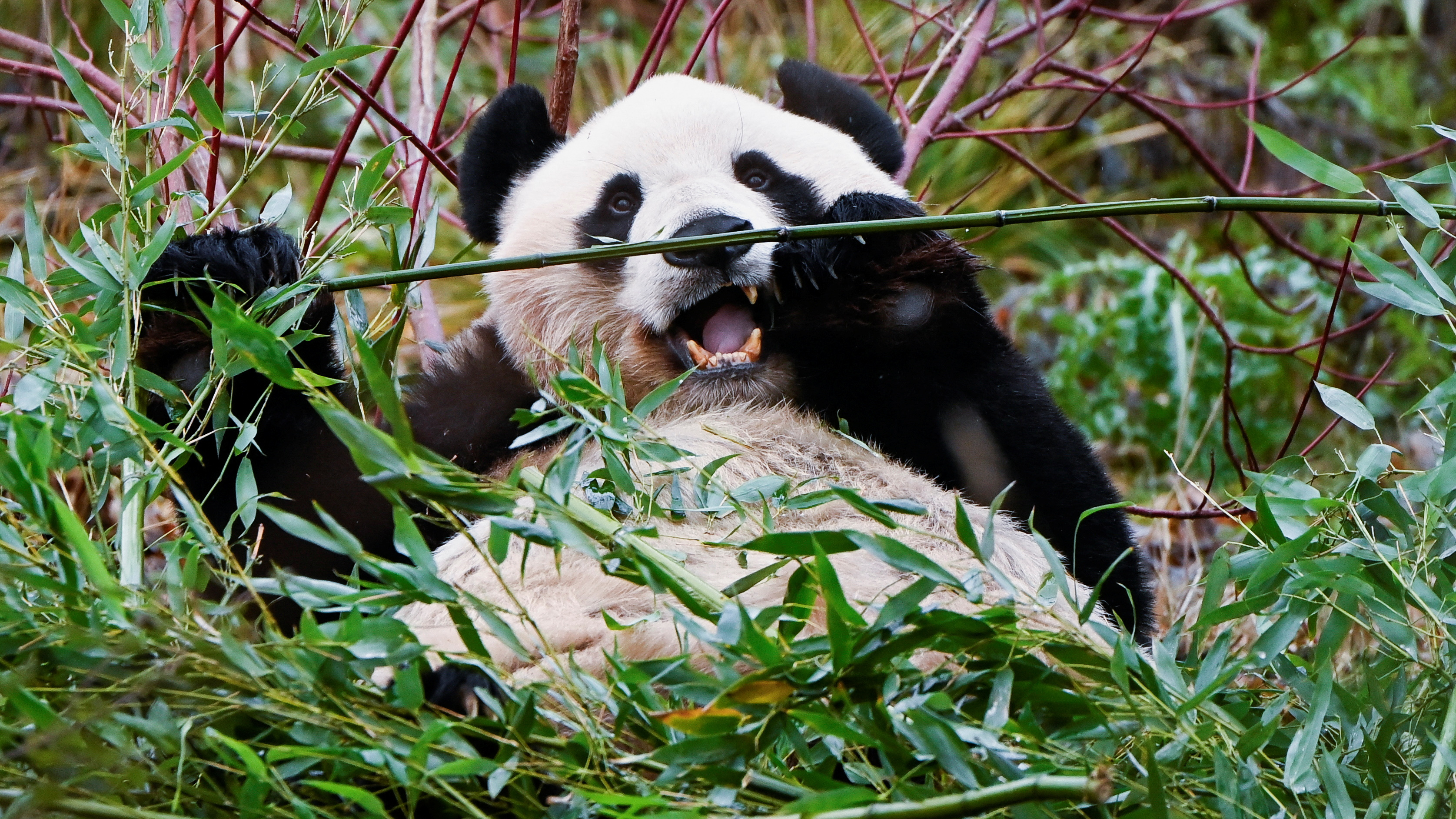 Yang Guang eats bamboo stalks in Edinburgh. /Lesley Martin/Reuters