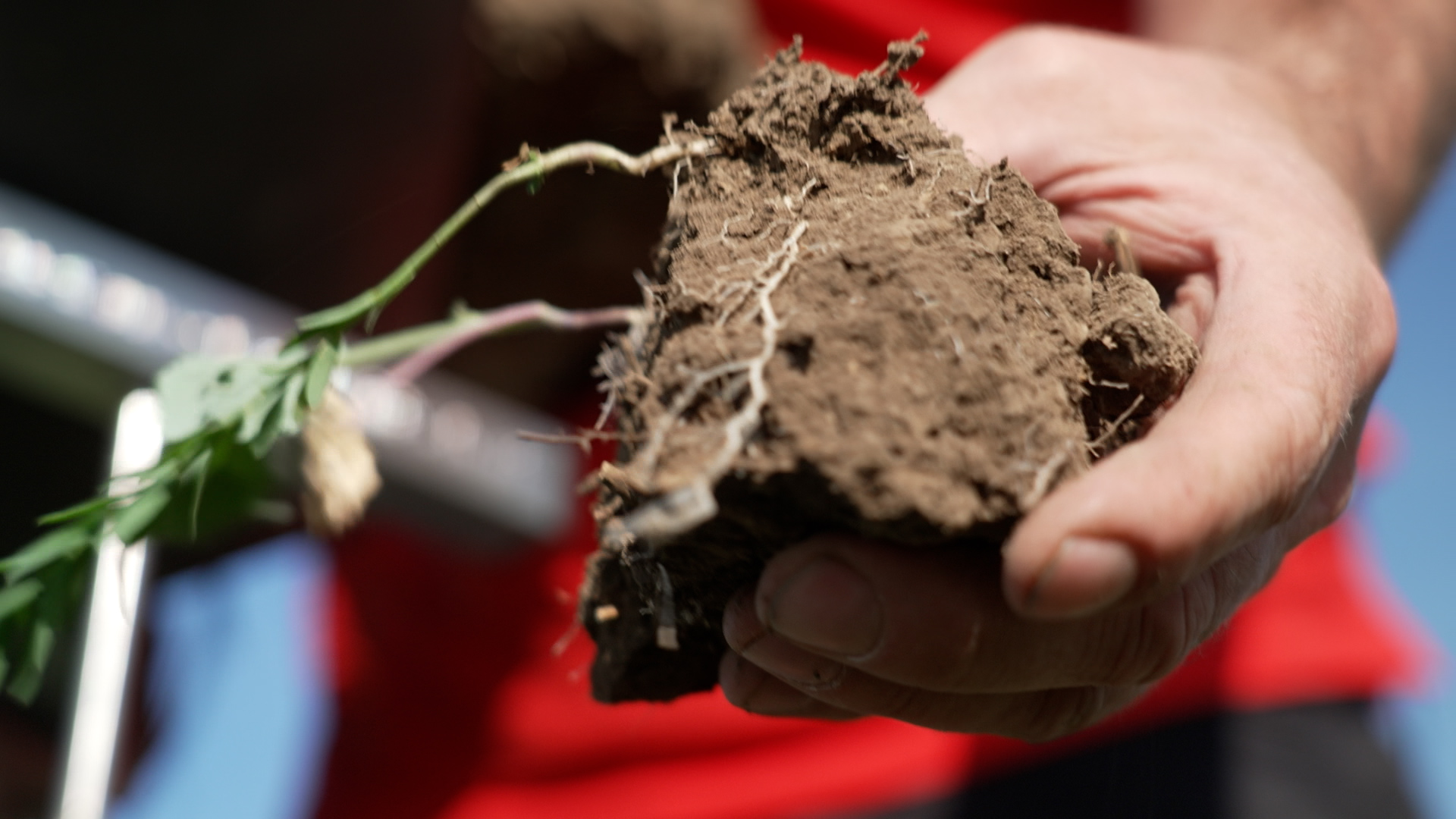 Plant roots indicate where in the soil the CO2 is stored./CGTN/Dworschak
