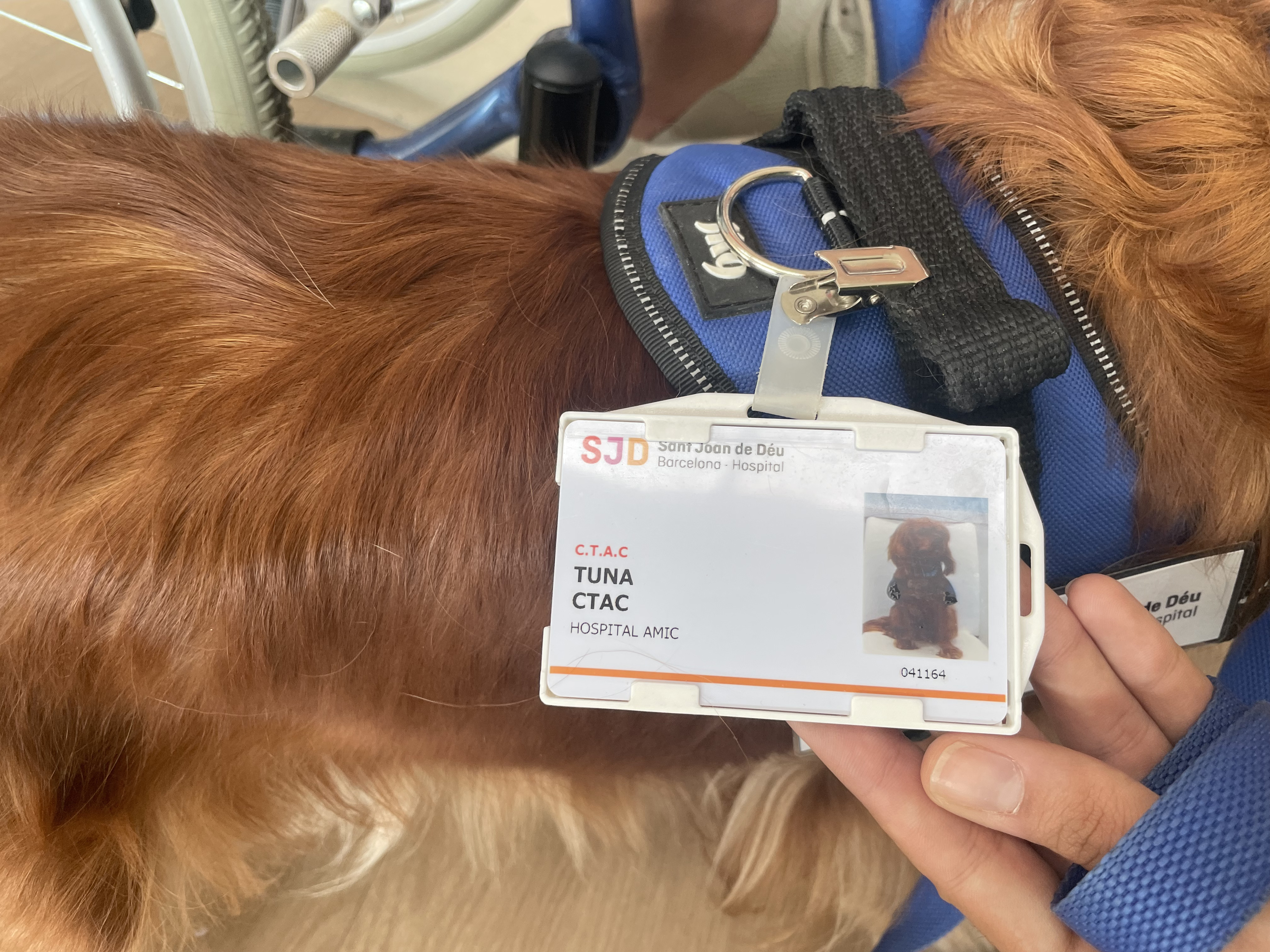 Tuna even has her own name tag for her visits to the hospital. Many of the children she encounters die before they reach five-years-old. /CGTN.