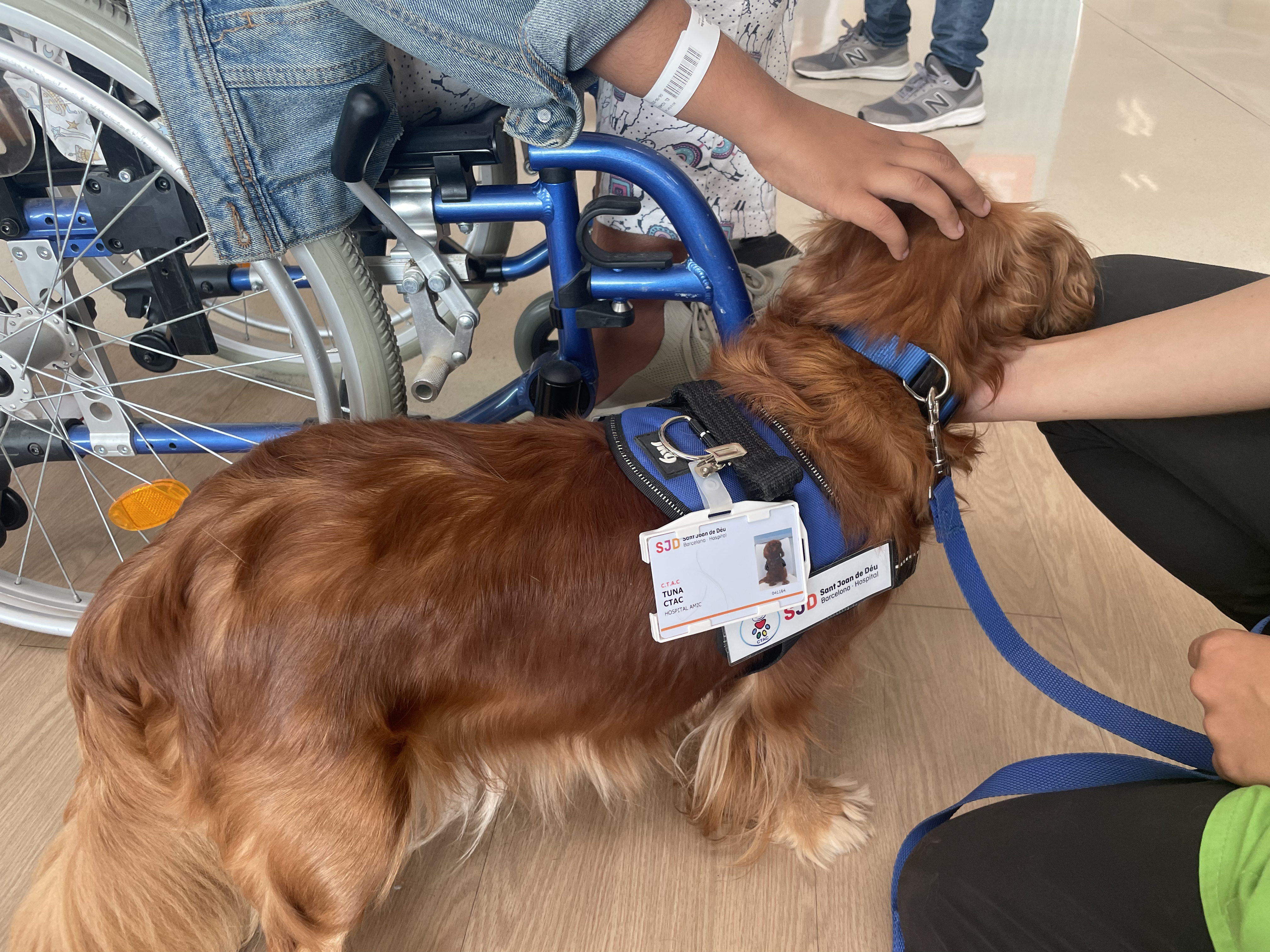 Sant Joan de Deu hospital in Spain is using dogs to boost the spirits of young children suffering from some of the world's rarest illnesses. /CGTN.