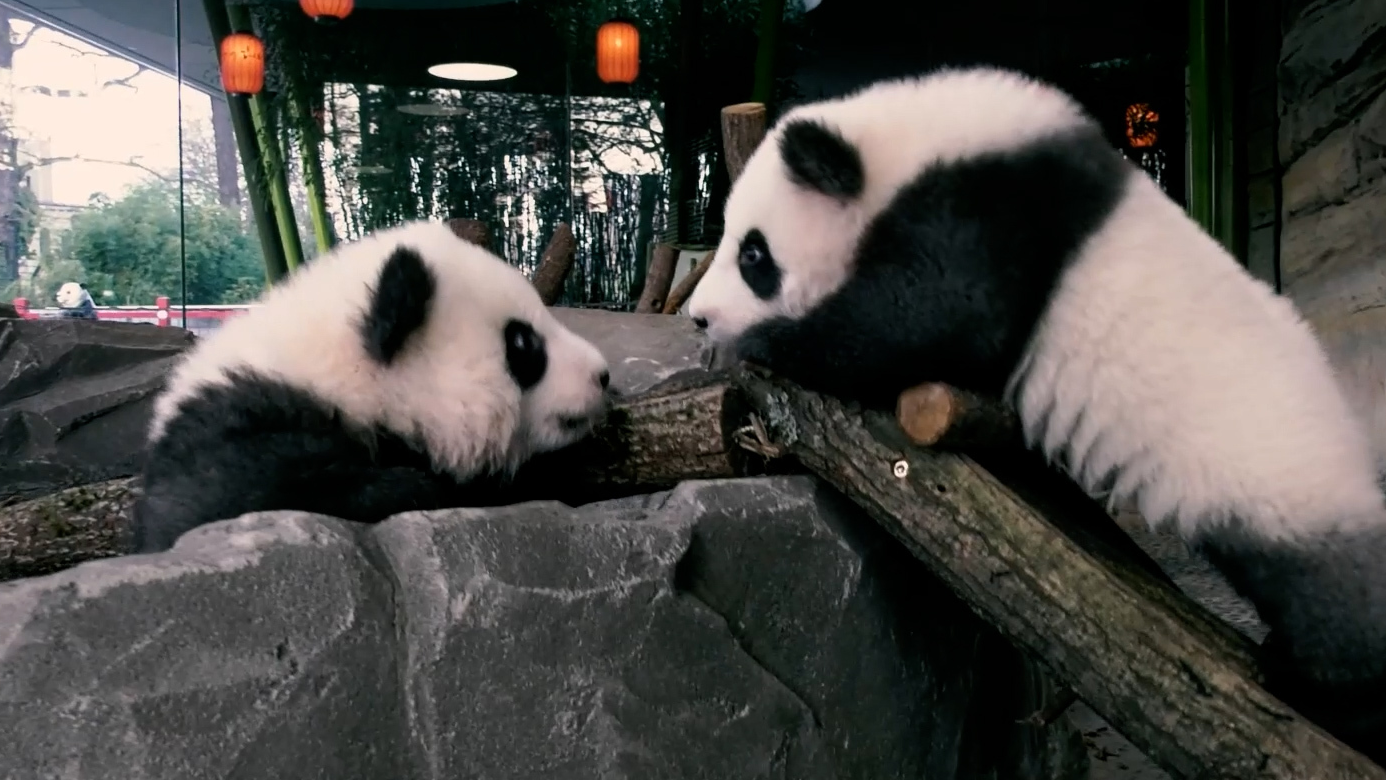 Berlin Zoo is now hoping they can produce more panda cubs./ CGTN Europe