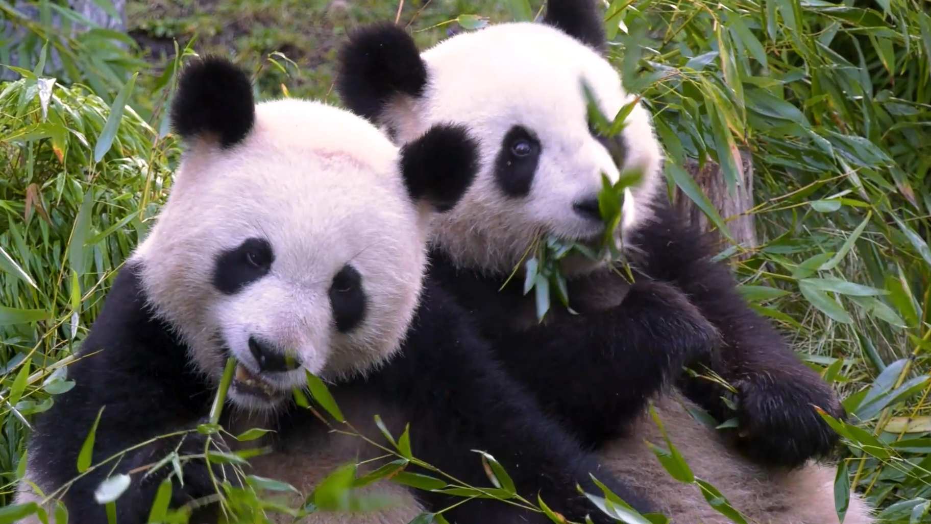 It seems pandas get a first-class service when flying to their new home./ CGTN Europe