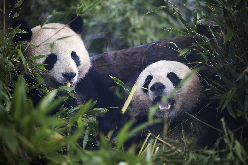Giant pandas Meng Xiang (right) and Meng Yuan - known locally by their German names Pit and Paule were born in Germany but will move to China this month. /CFP

