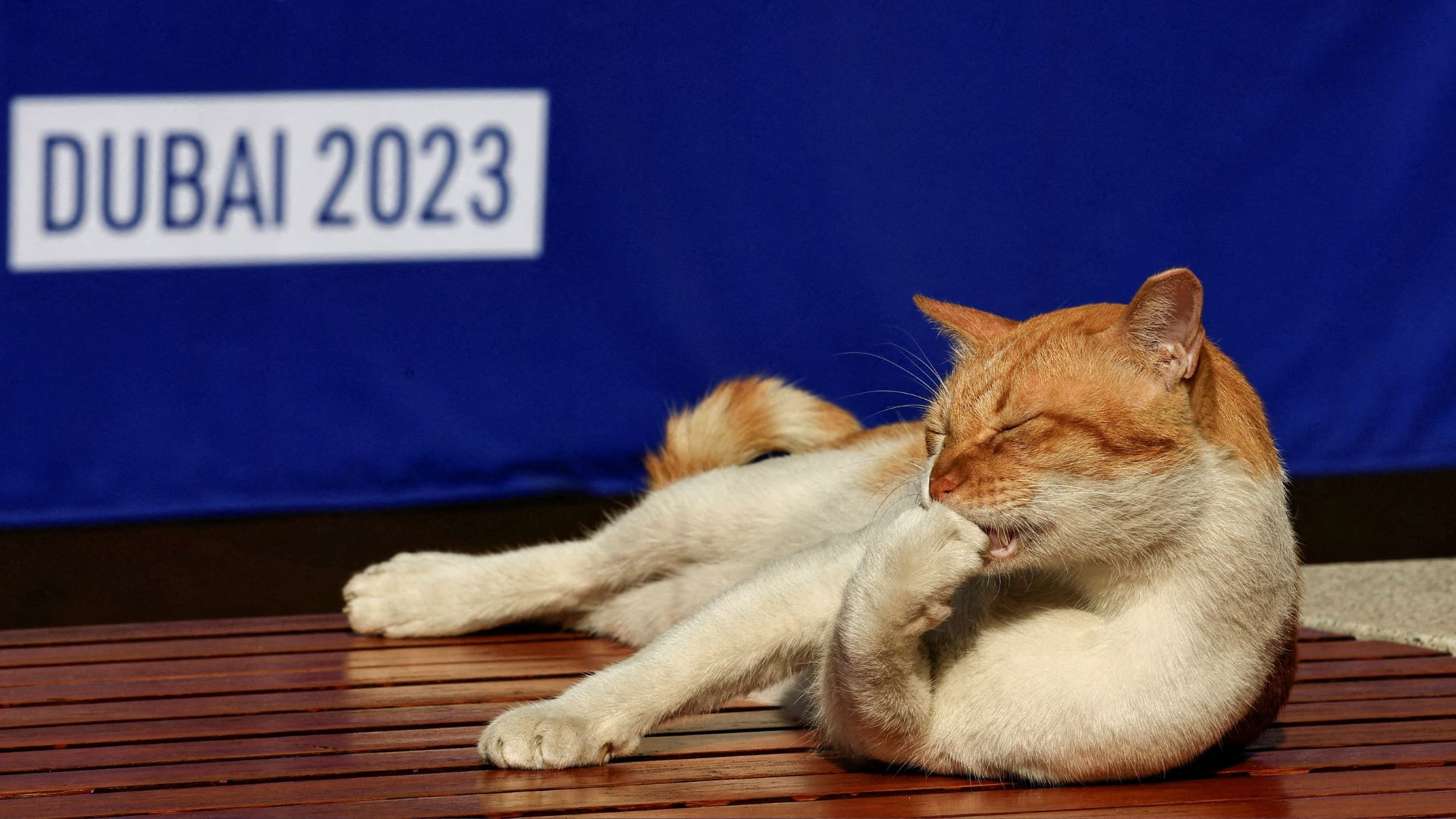 A cat rests on a bench at COP 28. /Thaier Al-Sudani/Reuters