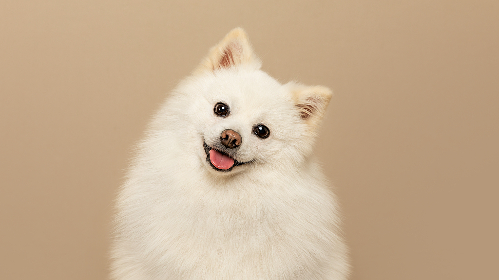 Want some inspiration for your new dog's name? Check out the UK's  most popular names for man's best friend. /CFP