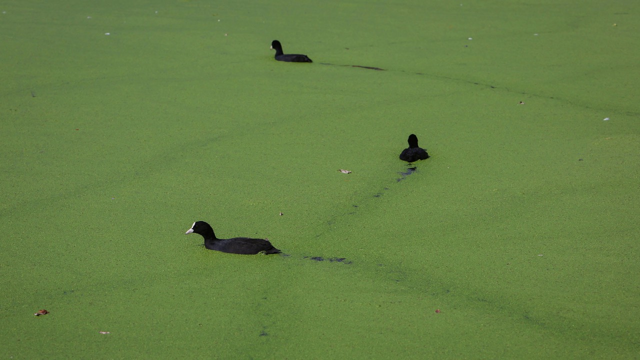 A coot swims through duckweed covering the surface of Limehouse Basin marina in London, UK. /Susannah Ireland/Reuters