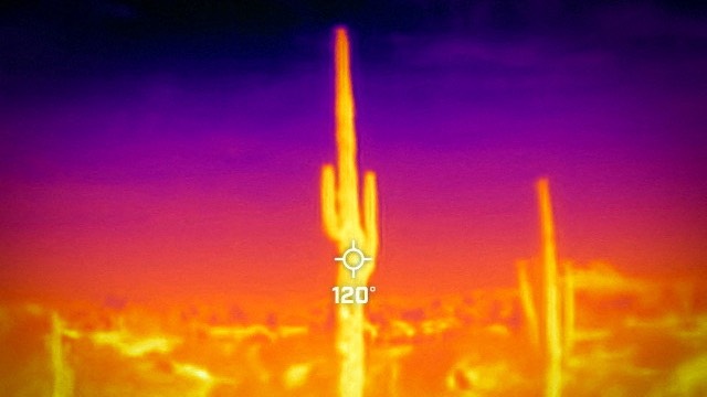 A saguaro cactus is seen during a 27-day-long heat wave with temperatures over 43 degrees Celsius at the Desert Botanical Garden in Phoenix, Arizona. /Carlos Barria/Reuters