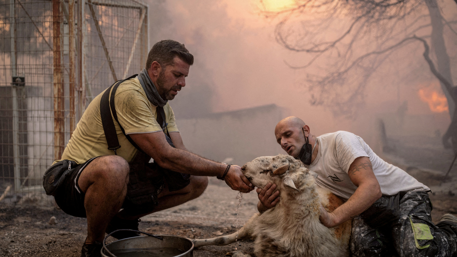 Volunteers give water to a sheep saved from a burning farm, as a wildfire rages in the village of Hasia, near Athens, Greece. /Reuters/Alkis Konstantinidis.