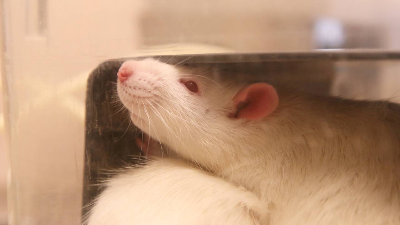 A rat rests in a cage in a laboratory that belongs to the department of Integrative Neurophysiology at Lund University. /Tom Little/Reuters