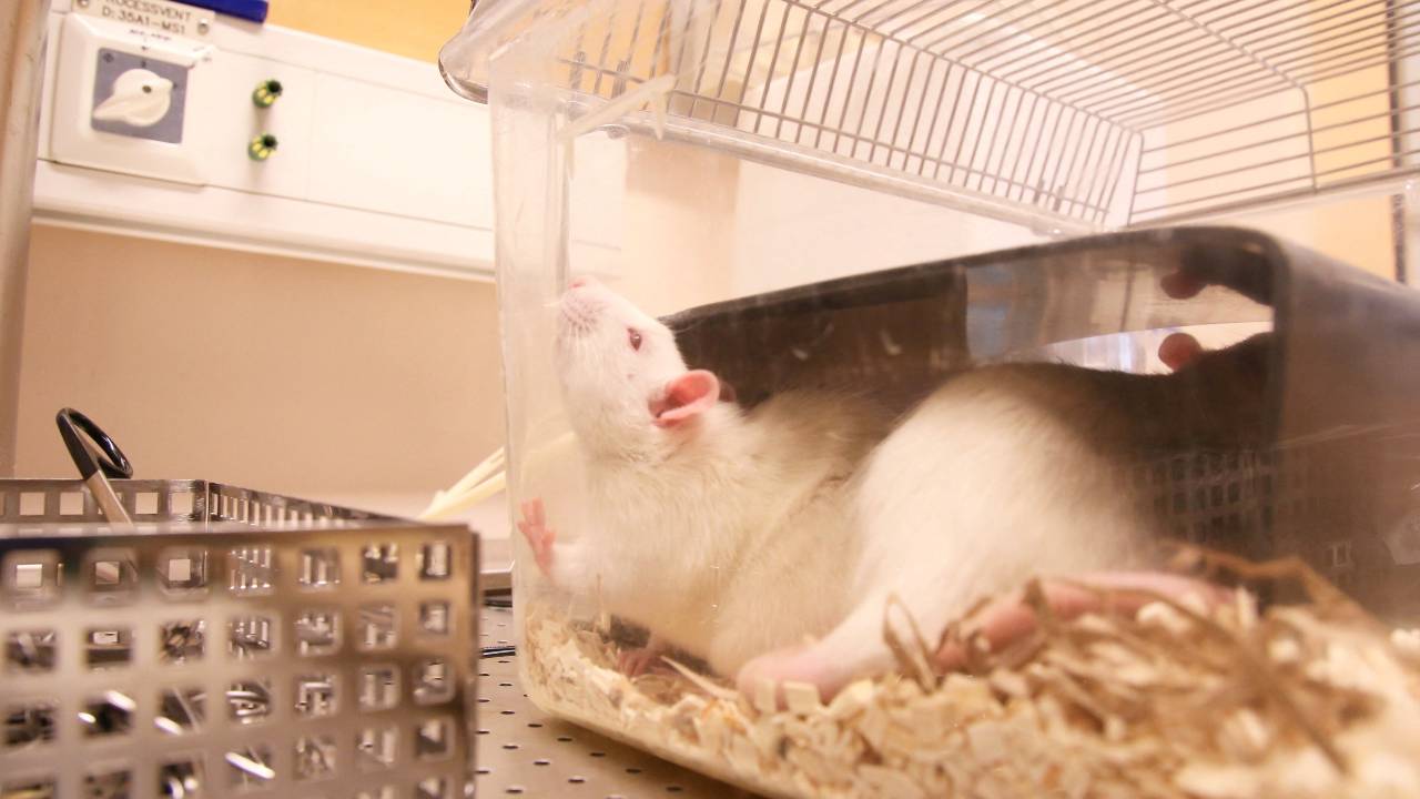 A rat rests in a cage in a laboratory – but what's going through its mind? /Tom Little/Reuters