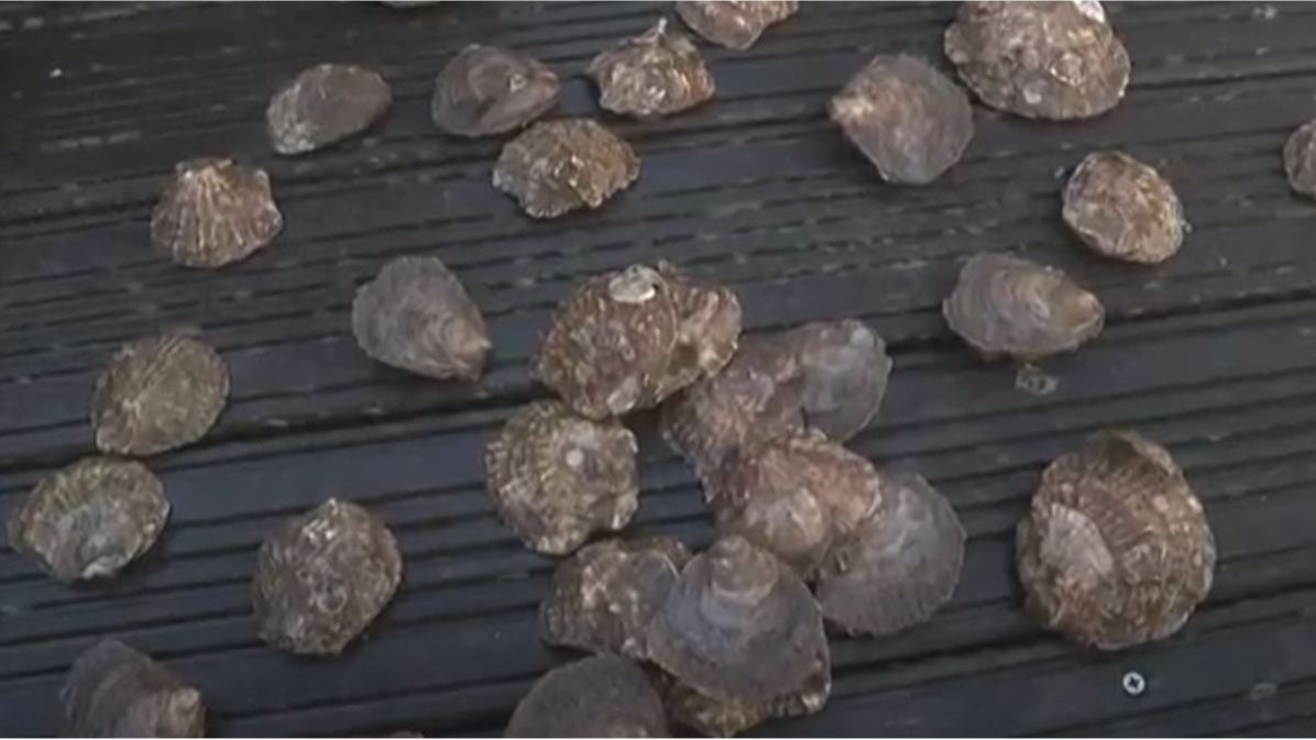 Oysters harvested in the harbor at Belfast. /AFPTV