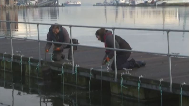 A nursery installation project aimed at boosting marine life and water quality is under way. /AFPTV