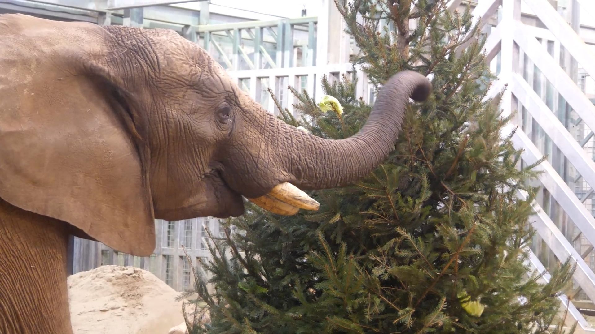 African elephants make short work of a Christmas tree. /CGTN