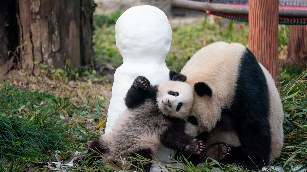 Chongqing Zoo's six-month-old Mang Cancan poses for photos with his mother. /CFP