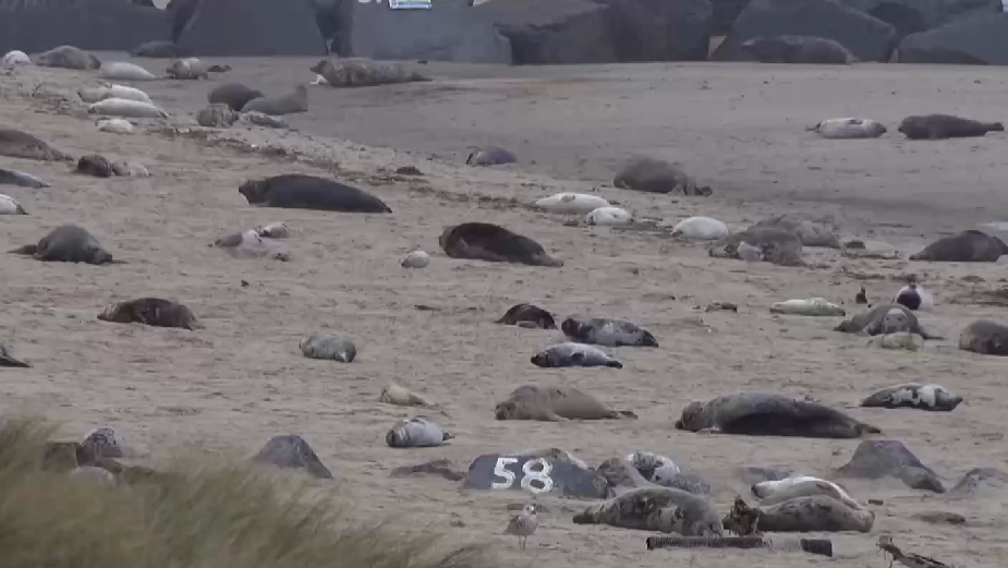 Seal numbers have rocketed on the east coast in Norfolk./ CGTN Europe 