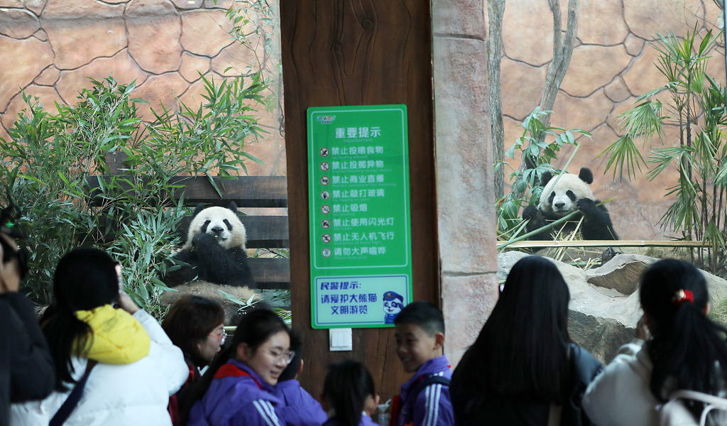 The panda are enjoying a diverse range of food - fresh bamboo, bamboo shoots, carrots, and apples./CFP