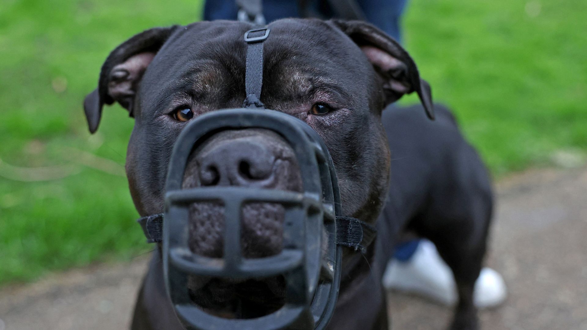 Muzzled XL Bully dog 'Duke'. /Toby Melville/Reuters