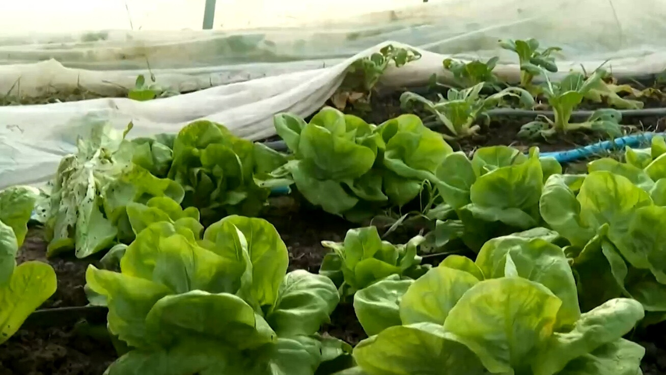 Hydroponics uses up to 95 percent less water than conventional farming. A nutrient-rich solution is circulated to nourish the plants, while specialized UV lights replace natural sunlight, allowing them to be grown indoors./CGTN.