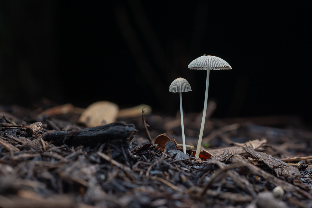 Mushrooms grow on forest floor in Singapore. /File/CFP