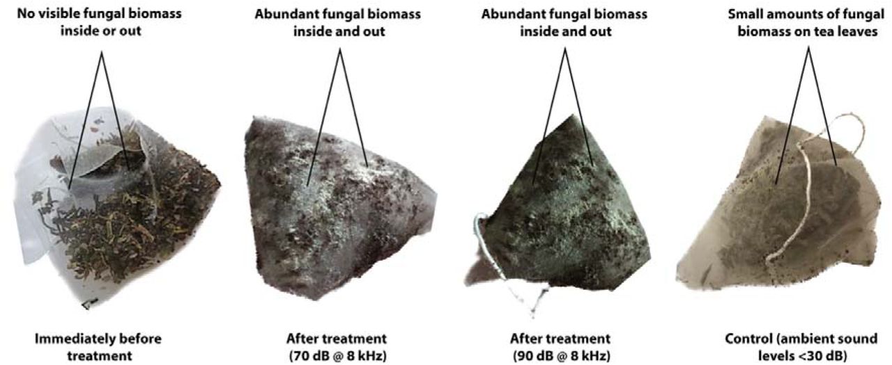 Fungal biomass grew at a faster rate in teabags exposed to loud, low-frequency sounds. /Jake Robinson/Christian Cando-Dumancela/Martin Breed