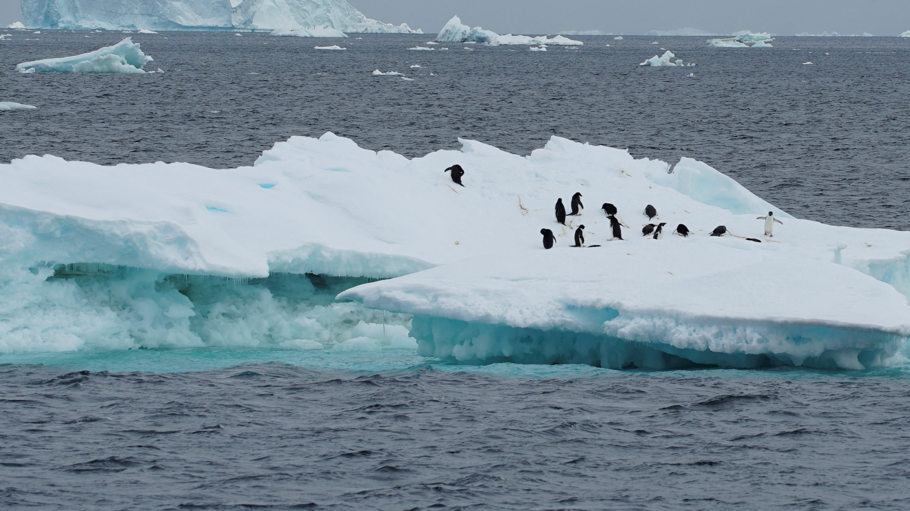 Sea ice levels continue to fall in Antarctica. /Natalie Thomas/Reuters