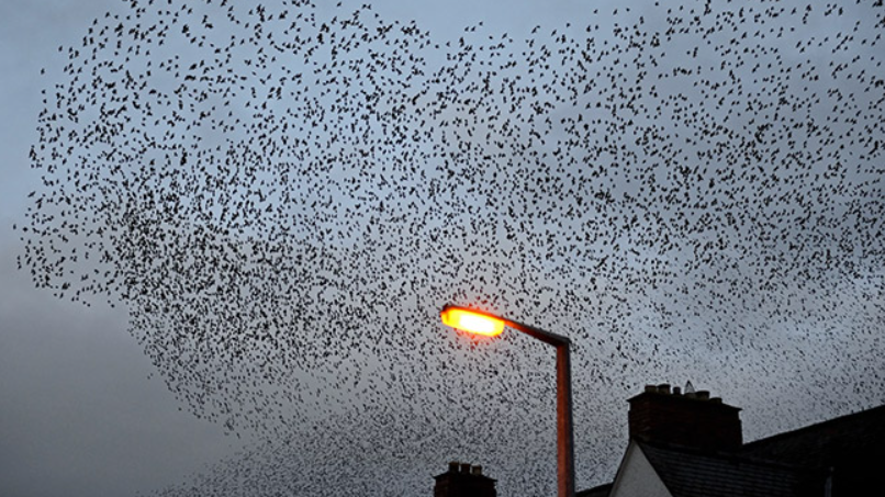 Light pollution in cities can have damaging consequences on migratory birds. /CFP
