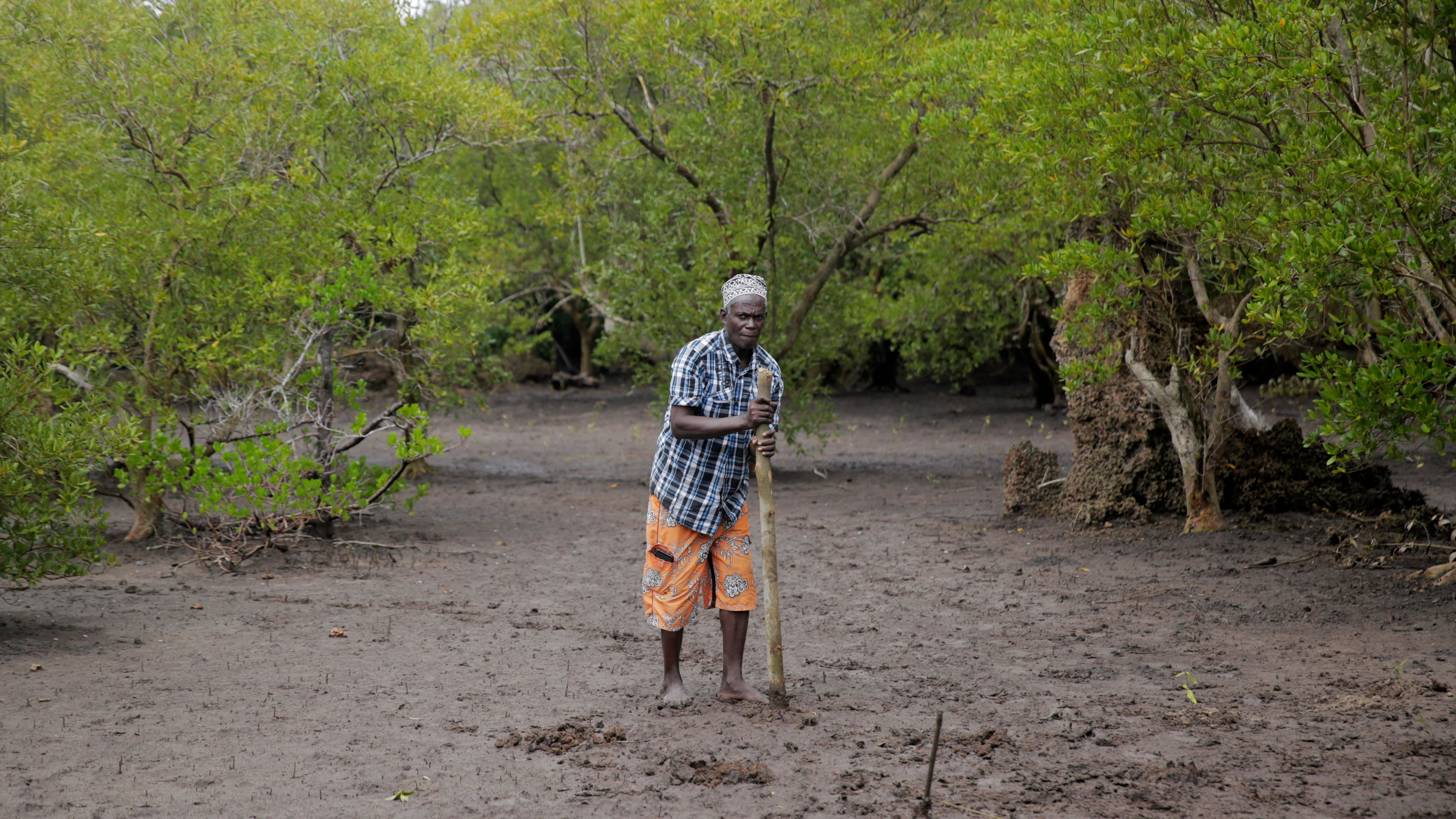Community-led projects, such as Mikoko Pamoja in Gazi Bay, Kenya have helped to restore degraded mangrove ecosystems. /Brian Inganga/AP