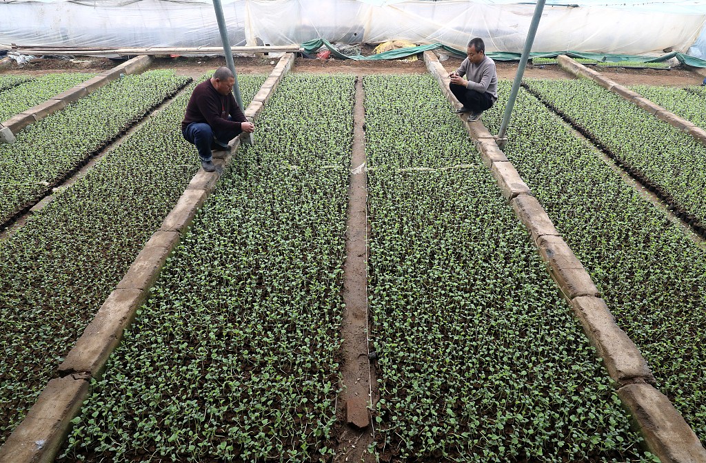 Farmers carry out cultivation and grafting of melon seedlings to provide seedling guarantee for spring plowing. /CFP
