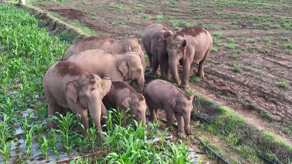 Yunnan Pu'er has taken many measures to solve the problem of overlapping living spaces between humans and elephants. The number of Asian elephants has increased significantly. /CFP