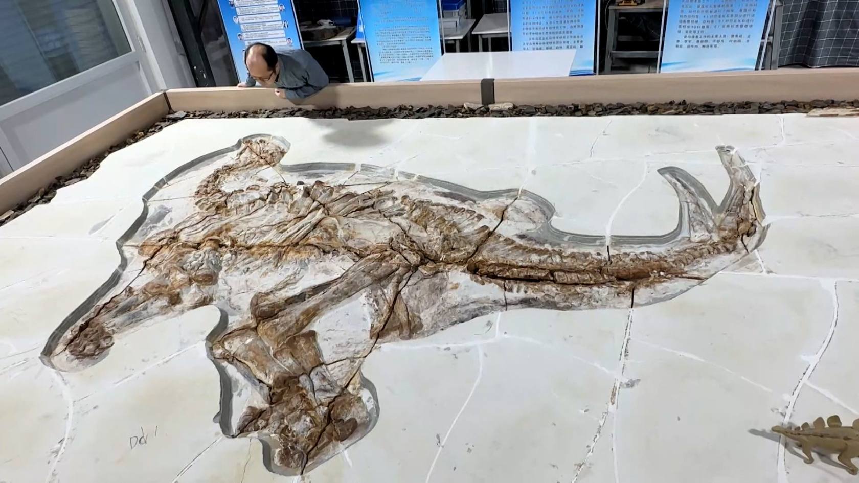 China has now become a key contributor of dinosaur fossils and knowledge. 