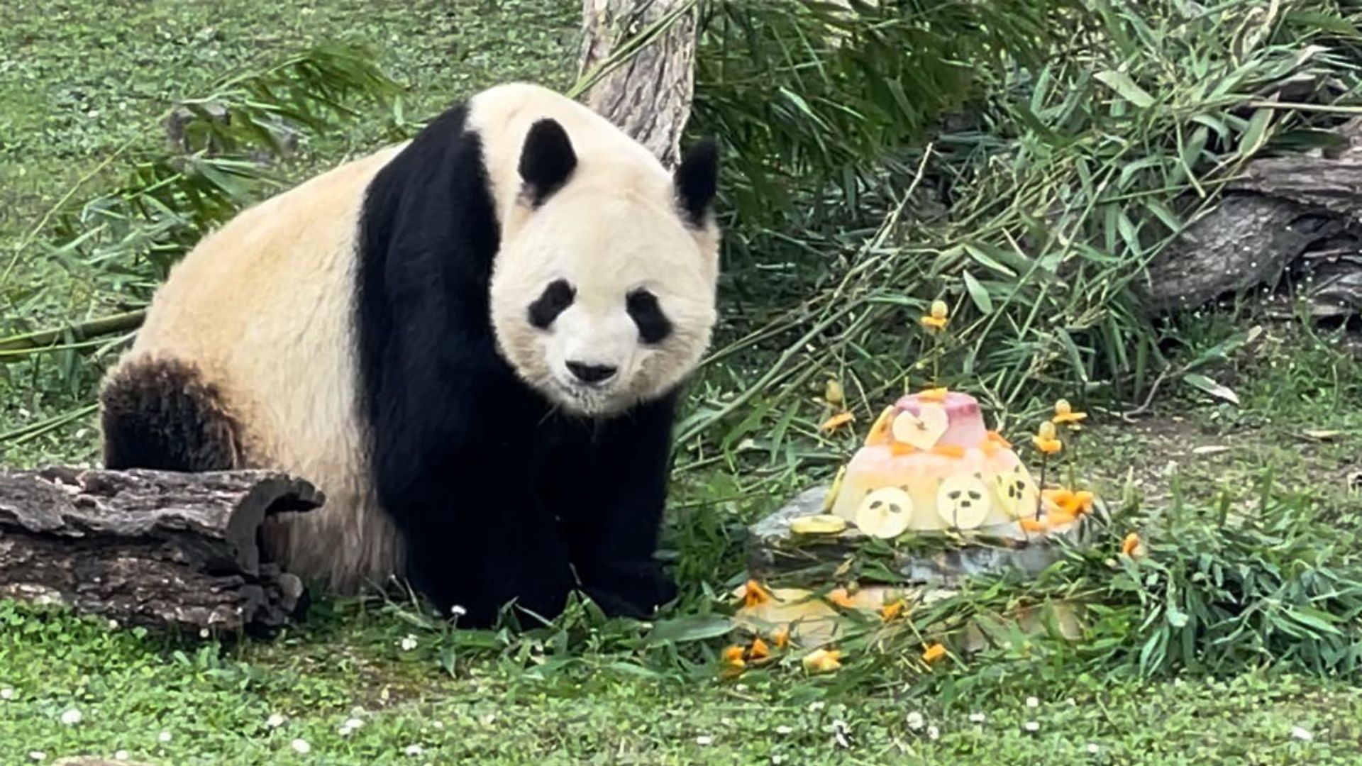 Madrid's Chinese giant panda King Bing Xing and his farewell cake. /Ken Browne/CGTN
