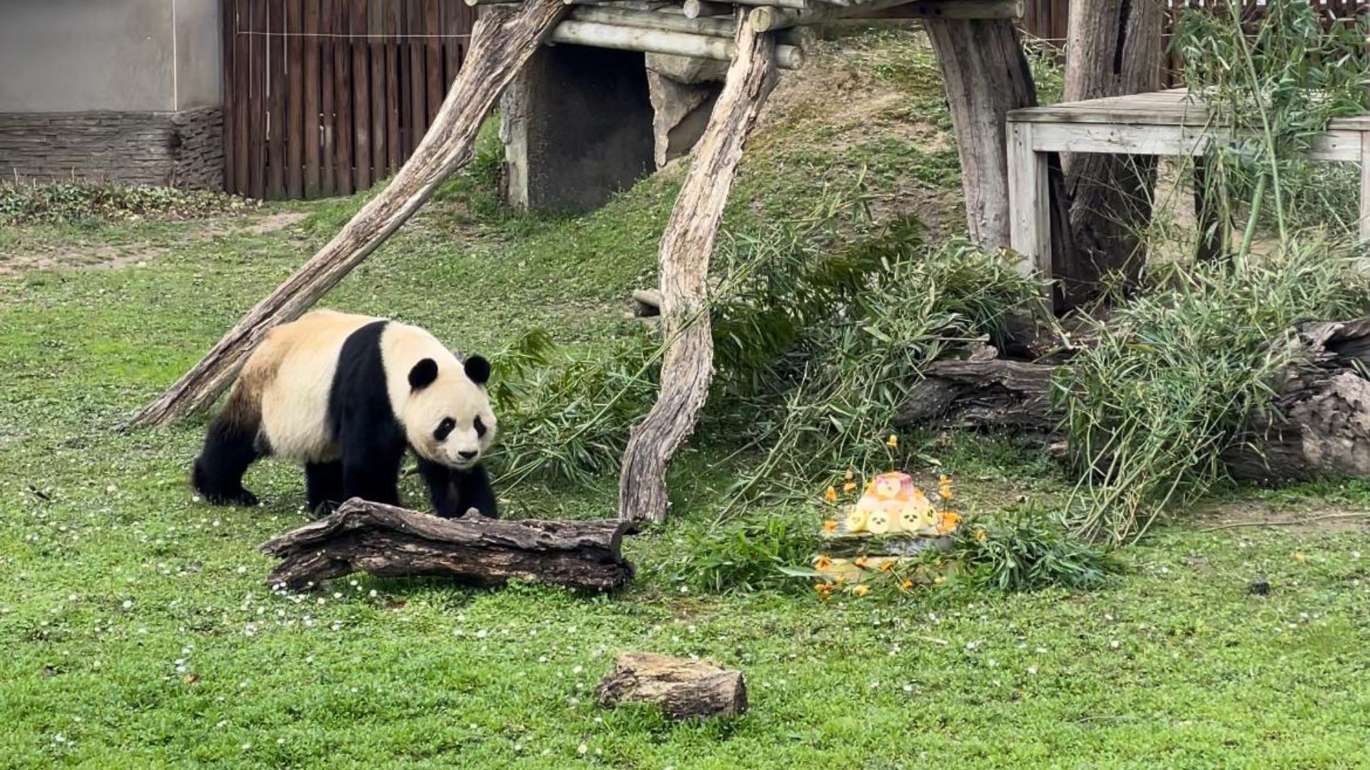 The pandas will be sadly missed by zoo staff. /Ken Browne/CGTN
