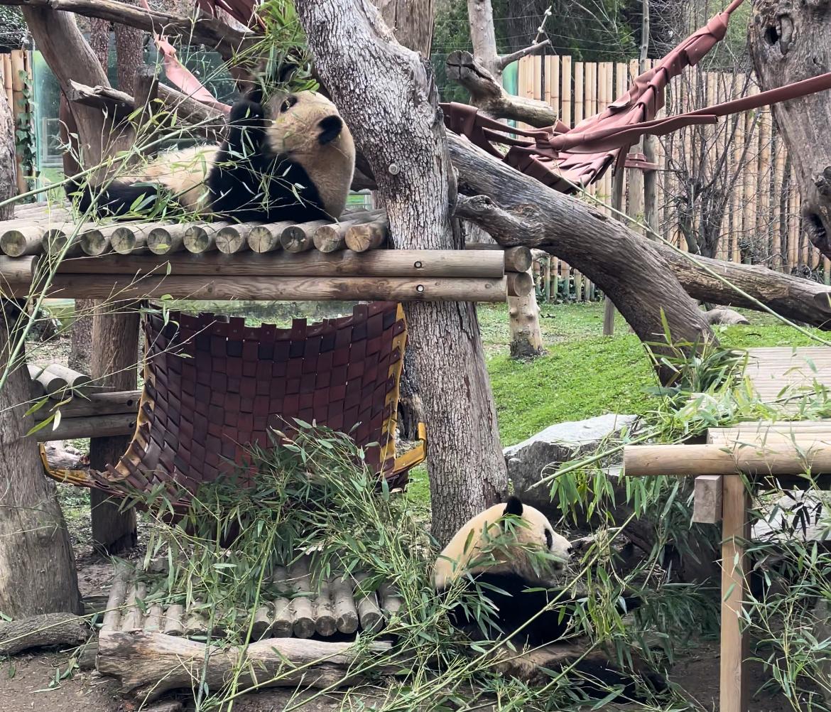 Chinese giant panda twins You You and Jiu Jiu living their best life in Madrid Zoo. /Ken Browne/CGTN