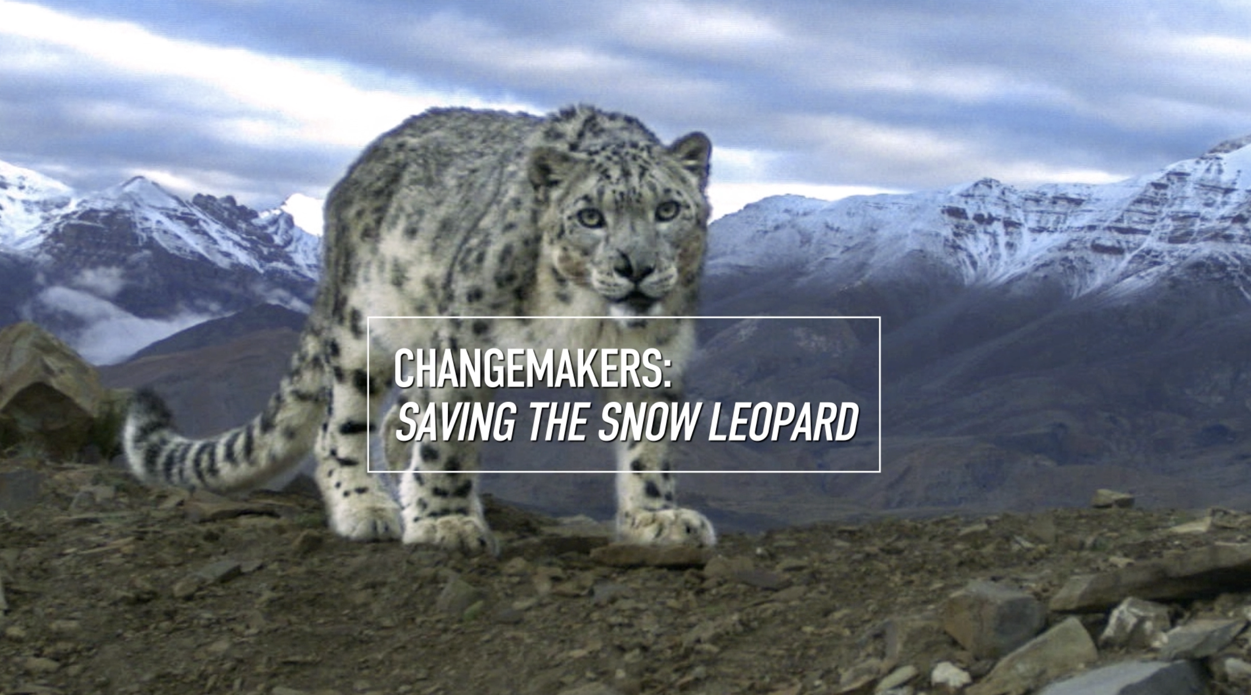 Saving the Snow Leopard