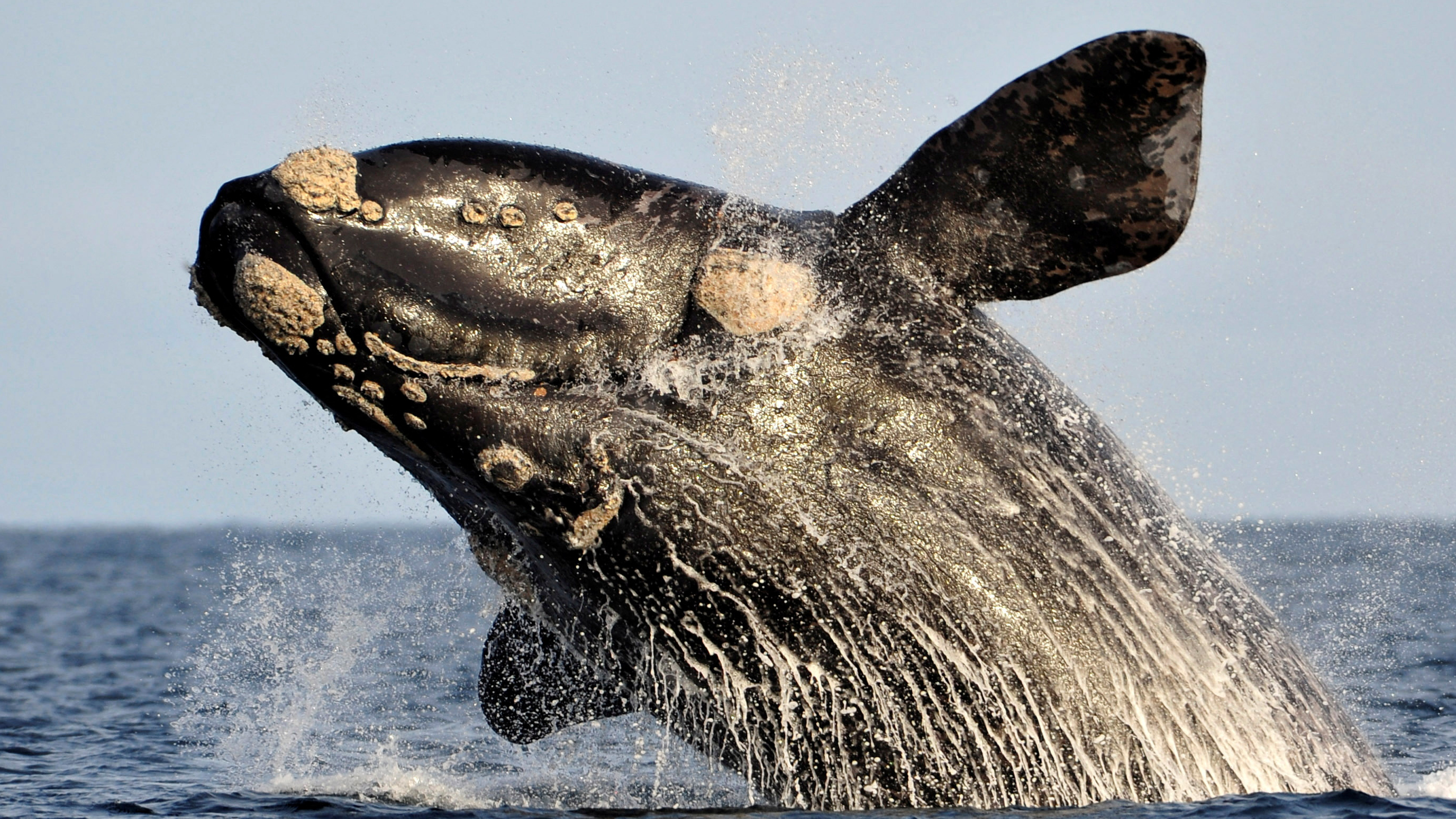 How and why whales sing - and why humans are silencing their songs