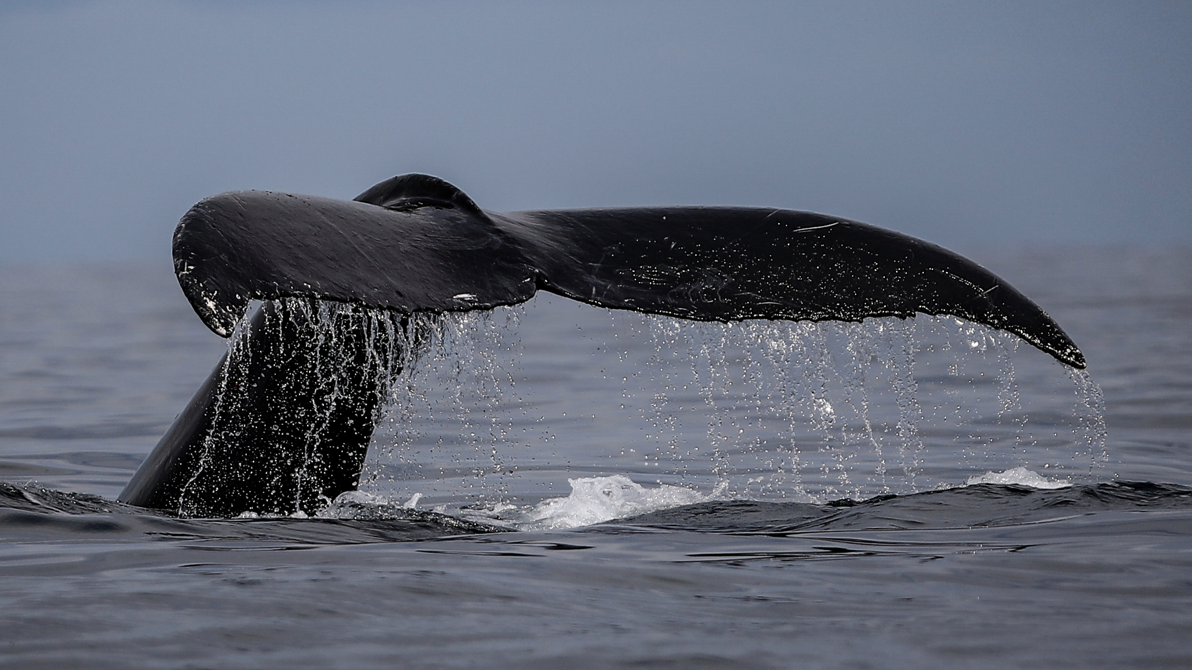 Baleen whales use 'songs' to share a range of complex messages underwater. /Ivan Valencia/Reuters