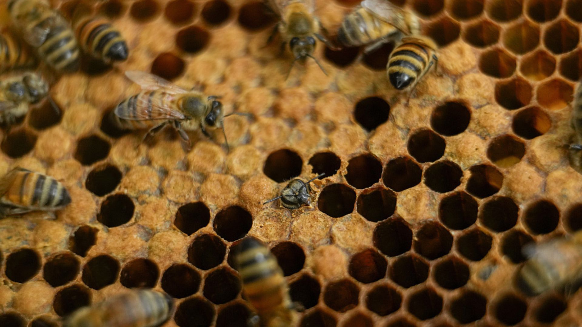 Bee colonies are essential pollinators in the food chain. /CFP/Julio Cortez
