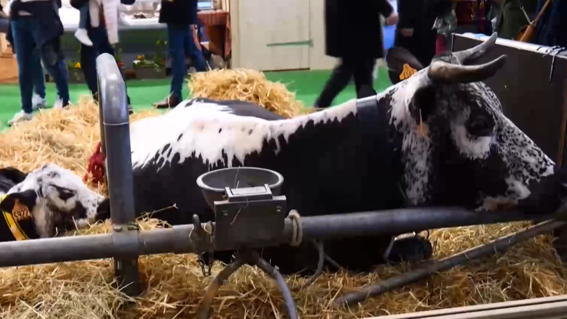 A cow and its calf at the Paris Agricultural Show. /CGTN