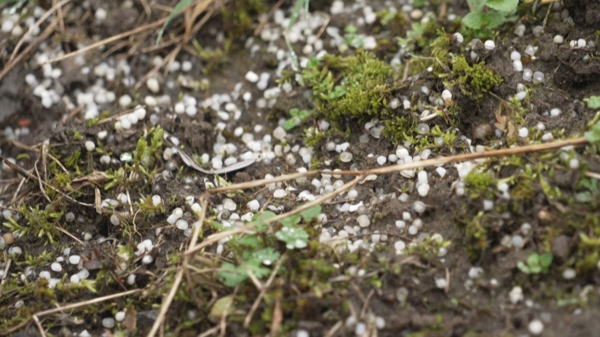 Tiny polluting pellets litter the earth in Ecaussinnes. /AFP