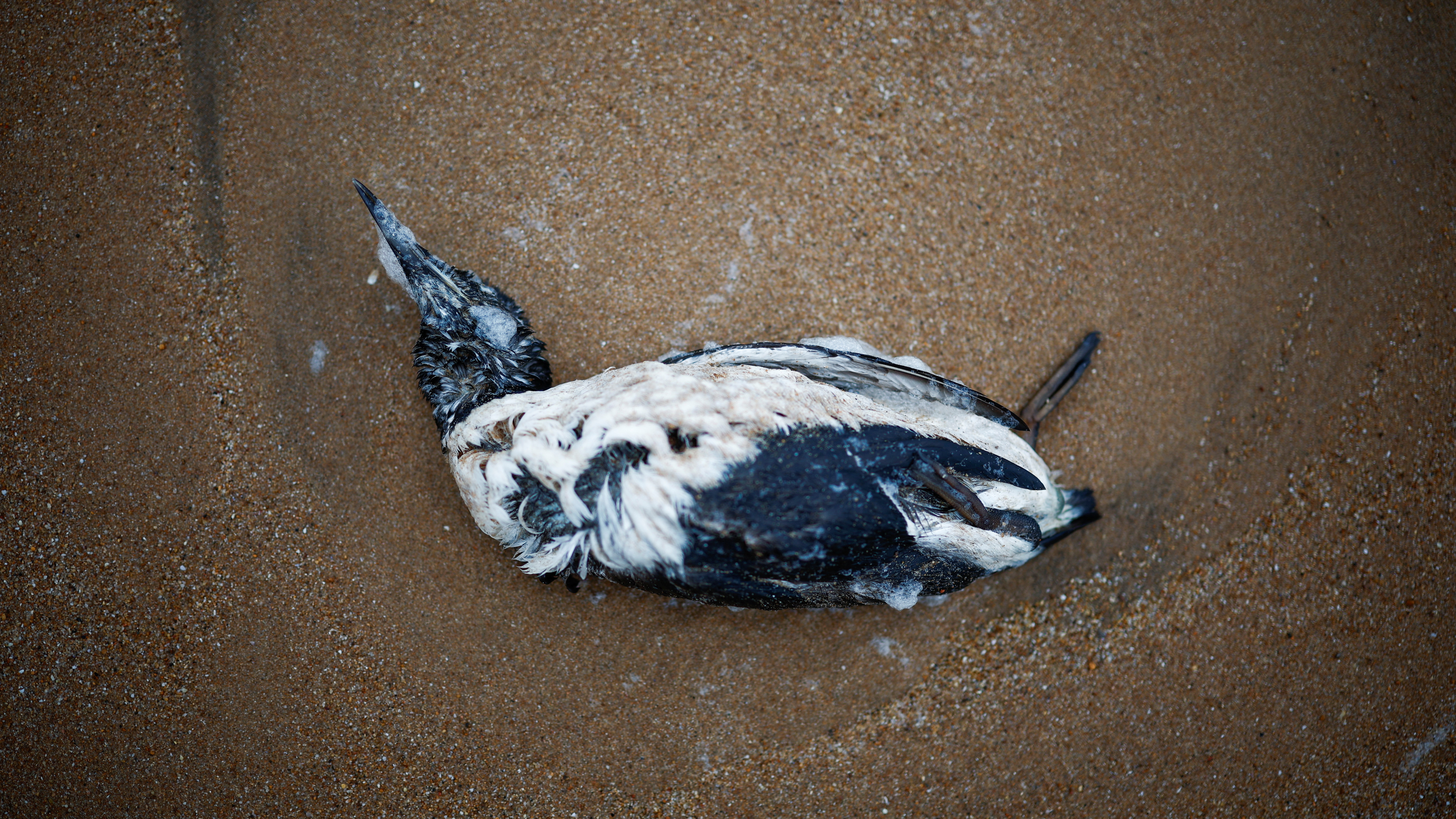 A dead guillemot found on a beach in Bretignolles-sur-Mer, Vendee, France. /Stephane Mahe/Reuters