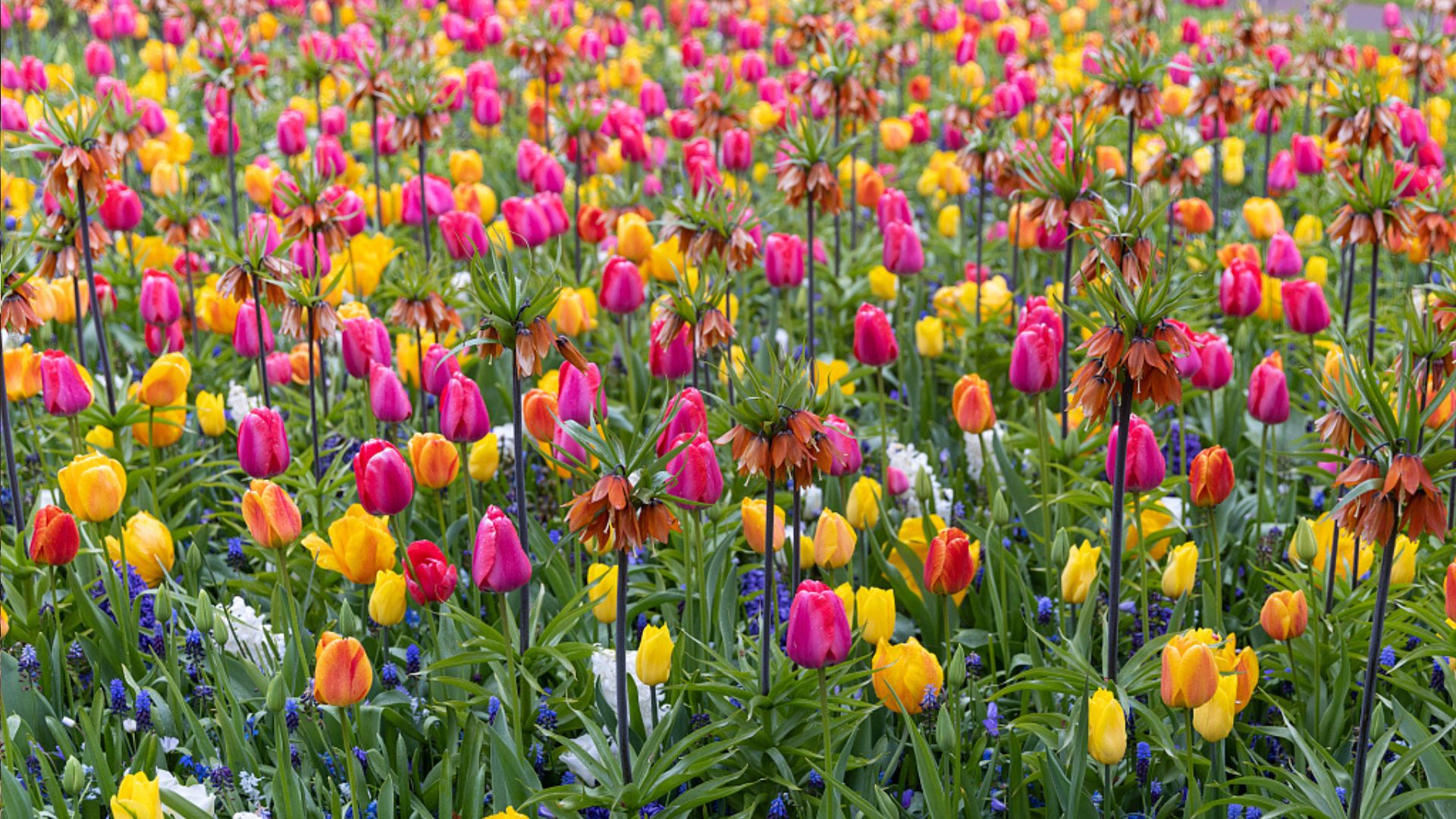 Tulips bloom in the Keukenhof Park in Lisse, Netherlands. /Roger Anis/Getty Images