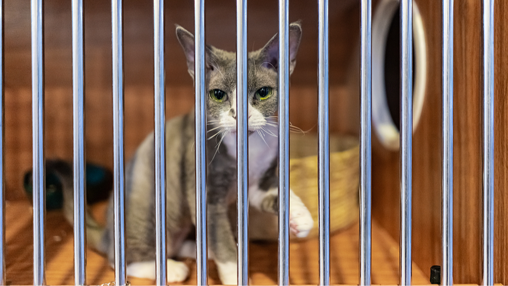 A gray German Rex cat in a cage. /CFP