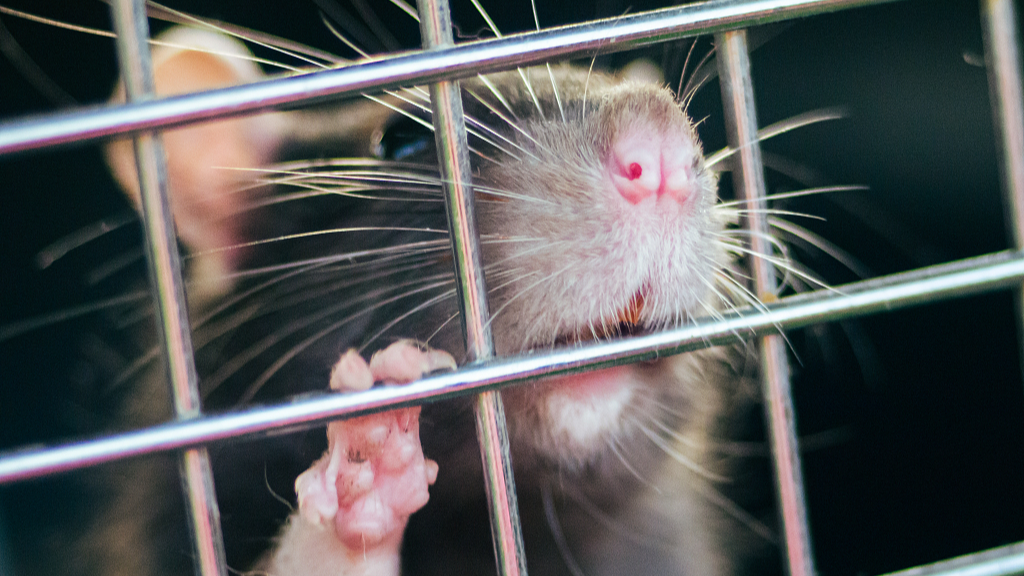 A rat nibbles on cage wiring /GETTY via CFP