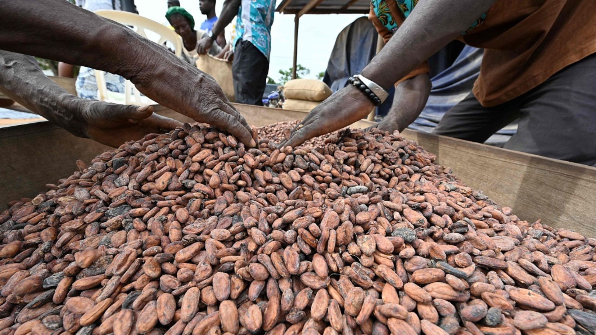 Farmers harvesting organic cocoa beans in central Côte d'Ivoire. /Issouf Sanogo/CFP