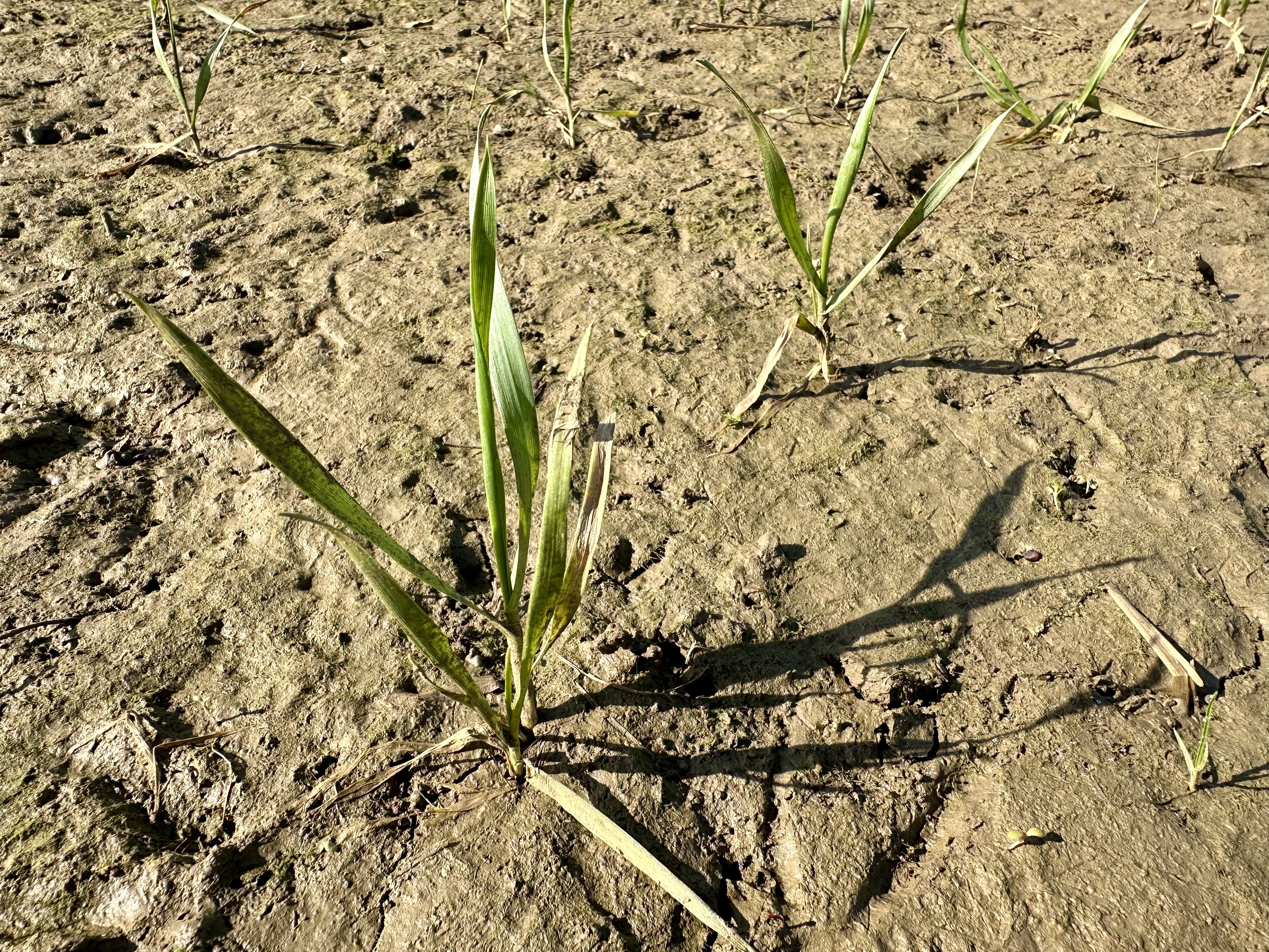 Flood damaged winter wheat grows unsatisfactorily, in a muddy wasteland. /Kitty Logan/CGTN Europe