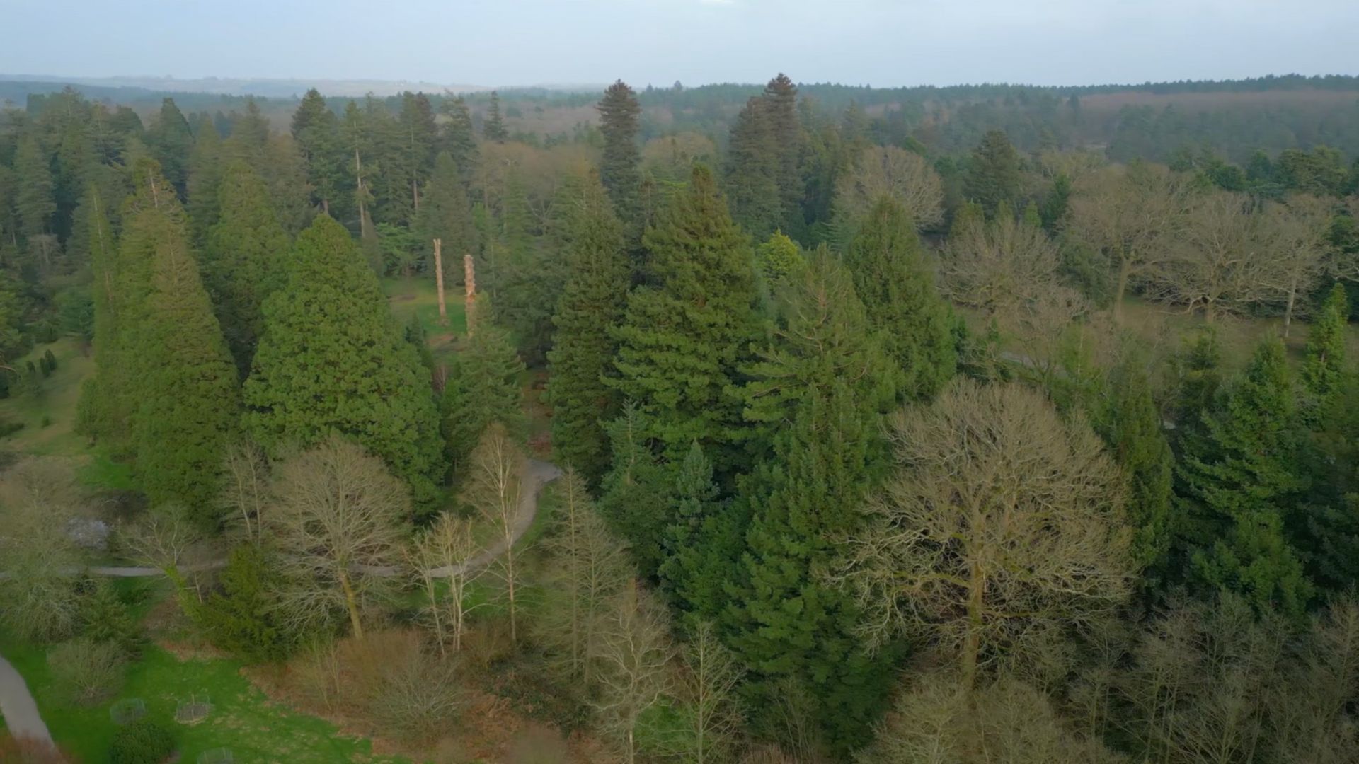 Redwoods proliferate across the Bedgebury National Pinetum. /CGTN
